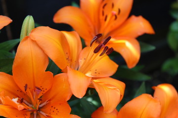 Asiatic lily (Orange)