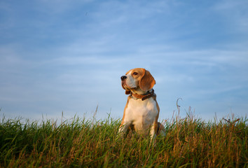 Beagle dog in the Golden rays of sunset