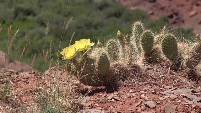 Flowering cactus plants, Yellow flowers of Opuntia sp. (polyacantha) in Canyonlands National Park, Utha
