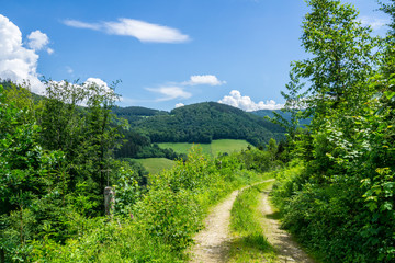 Fototapeta na wymiar Germany, Hiking trail up mountain Kapf in black forest nature landscape
