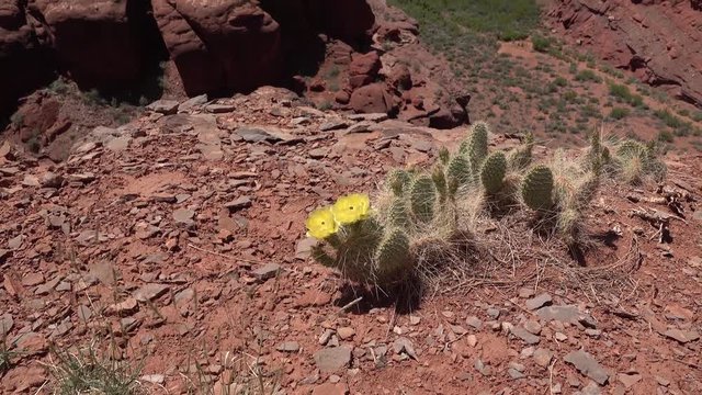 Flowering cactus plants, Yellow flowers of Opuntia sp. (polyacantha) in Canyonlands National Park, Utha
