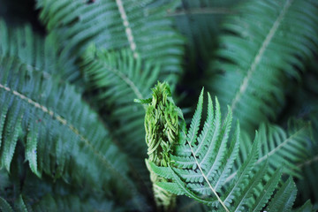 fern
