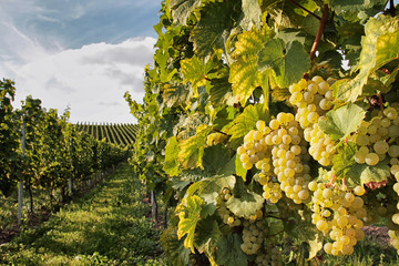 Weinreben mit Trauben