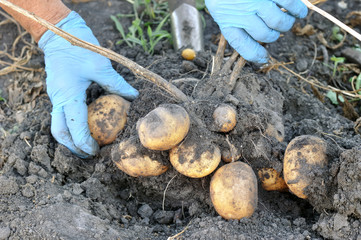 Obraz premium gardener's hands picking fresh organic potatoes in the field