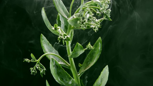 Amazing spreading of paint on a green herb