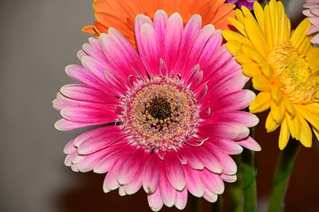 Big pink Gerbera