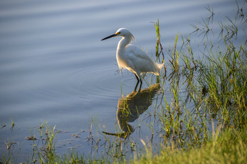 Egret Outlined by Sunlight
