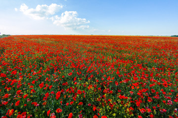 Poppy meadow in the beautiful light of the evening sun