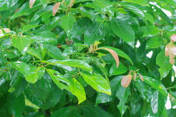 nature green leaf wall texture of the tropical forest plant