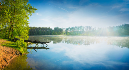 Pine tree cut by the beaver lies in the water. Spring panoramic landscape. Masuria, Poland.