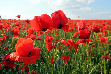 Obraz premium Poppy meadow in the beautiful light of the evening sun