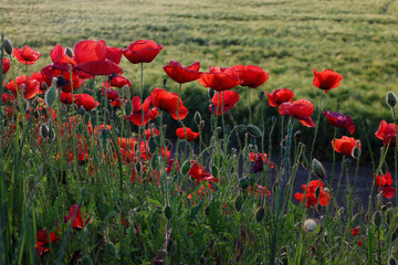 Obraz premium Poppy meadow in the beautiful light of the evening sun