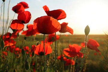 Poppy meadow in the beautiful light of the evening sun