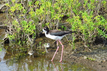 Endangered Hawaiian stilt (Himantopus mexicanus knudsen) with bird youngs. It is a long-legged, black and white bird with a long, thin beak that likes the water. Kealia Coastal Boardwalk, Maui, Hawaii