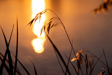 Grass on the background of the river and the sunset