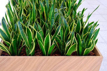 Fresh green plants in vases. Decorative greenery on the background of the shopping center.