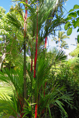 Lipstick palm or red sealing wax palm (Cyrtostachys renda) in Maui Tropical Plantation, Hawaii