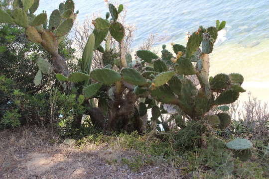 plantes vivaces