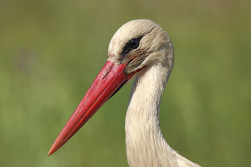 Portrait of a stork
