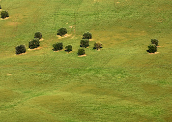  view of olive groves on rolling hills of Abruzzo. Italy