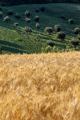 Panoramic view of olive groves and fields on rolling hills of Abruzzo