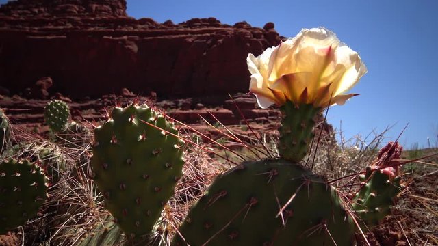 Flowering cactus plants, Orange flower of Opuntia sp. (polyacantha) in Canyonlands National Park, Utha