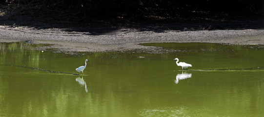 A counter movement of two white herons in the shallow swamp. Behind everyone there is a trace of silt in the green water ...