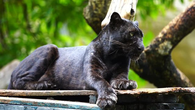 black panther resting in the forrest