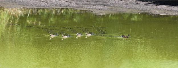 A flock of ducks floating on a shallow green swamp leaving a trail of silt