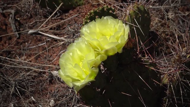 Flowering cactus plants, Yellow flowers of Opuntia sp. (polyacantha) in Canyonlands National Park, Utha