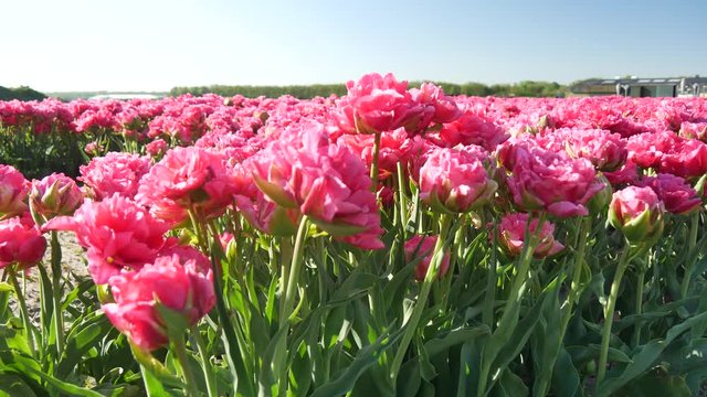 Campagna in Olanda fioritura dei tulipani
