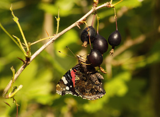 Butterfly vanessa atalanta on berries of black gooseberries