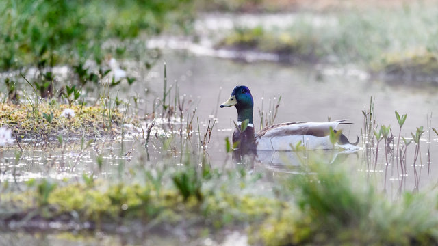 Mallard in morning mist