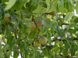 Pyrus communis. Poires et poiriers communs