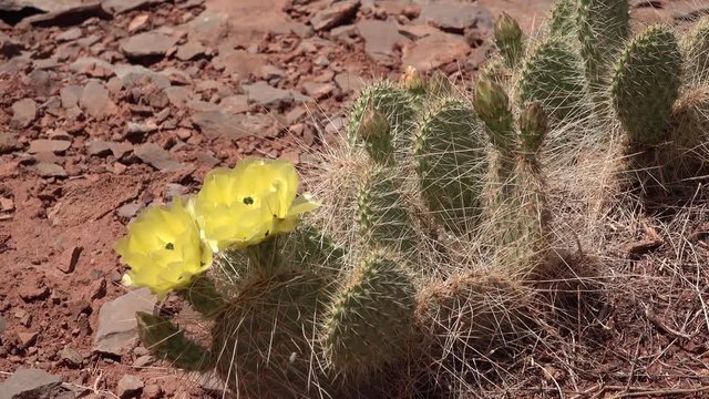 Flowering cactus plants, Yellow flowers of Opuntia sp. (polyacantha) in Canyonlands National Park, Utha