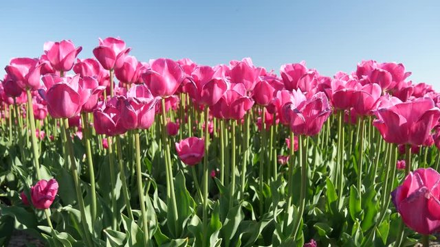Campagna in Olanda fioritura dei tulipani