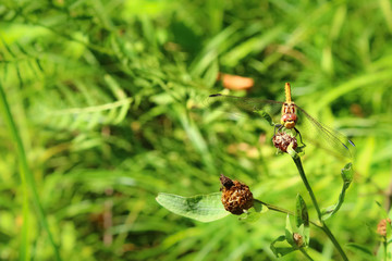 A dragonfly on a flower in a field. She considered her reflection in the lens and did not even want to fly away, posed.  Photos, Forest, leaves, meadow, wildflowers, macro world, insects