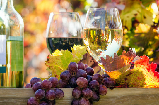 Erntezeit, Genuss in der Pfalz: Weinprobe im Herbst, Rotwein, Weißwein, Weinglas und Trauben im Weinberg :)