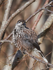 Eurasian nutcracker (Nucifraga caryocatactes)