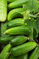 Fresh garden cucumbers