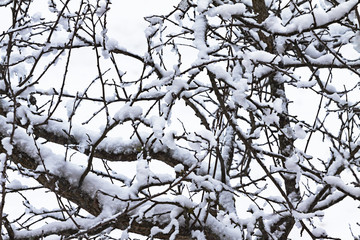 A lot of snow on the branches of trees.