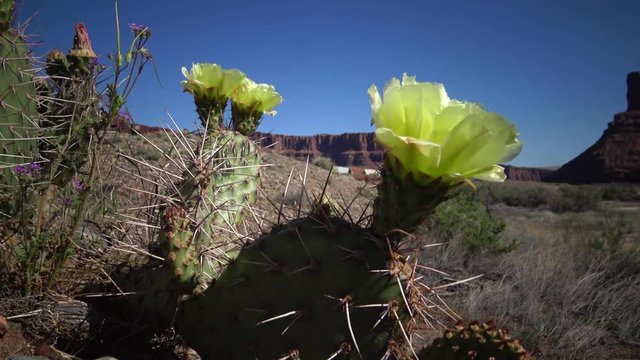 Flowering cactus plants, Yellow flowers of Opuntia sp. (polyacantha) in Canyonlands National Park, Utha