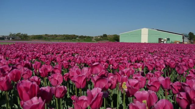 Campagna in Olanda fioritura dei tulipani