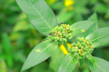 nature green leaf wall texture of the tropical forest plant