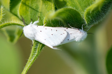 Two butterflies make love in nature