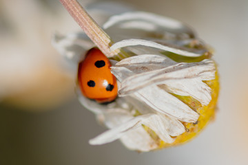 Ladybug on a plant in the summer