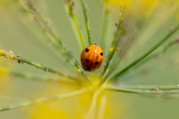 Ladybug on a plant in the summer