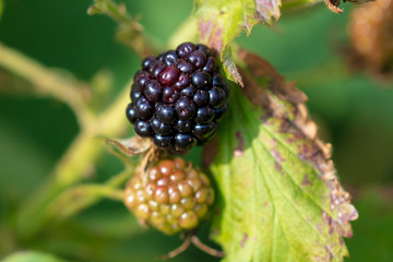 Black ripe blackberries in the garden
