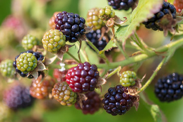 Black ripe blackberries in the garden