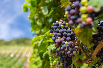 Ripening red grapes close-up on a vine plantation on a beautiful hot, sunny, summer day in western...